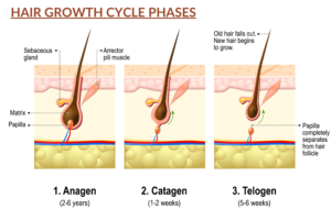 Hair Growth Cycle Phases